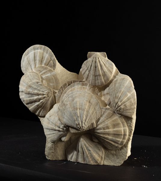 Pecten fossile  - Asta Mirabilia Naturalia - Associazione Nazionale - Case d'Asta italiane