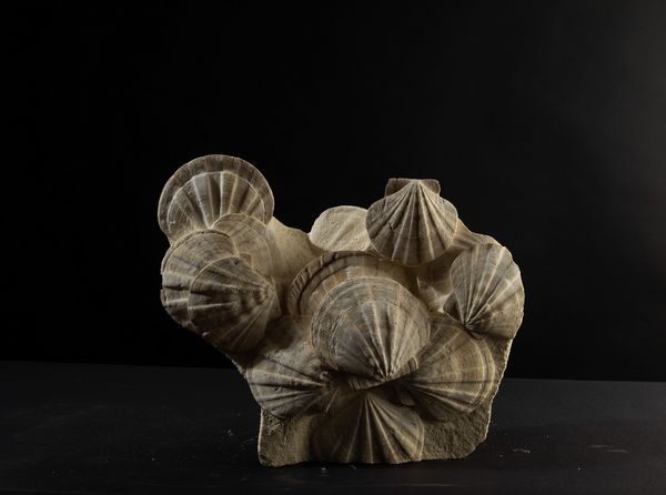 Pecten fossile  - Asta Mirabilia Naturalia - Associazione Nazionale - Case d'Asta italiane