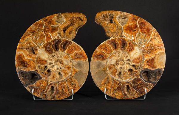 Ammonite sezionata XL TOP  - Asta Mirabilia Naturalia - Associazione Nazionale - Case d'Asta italiane