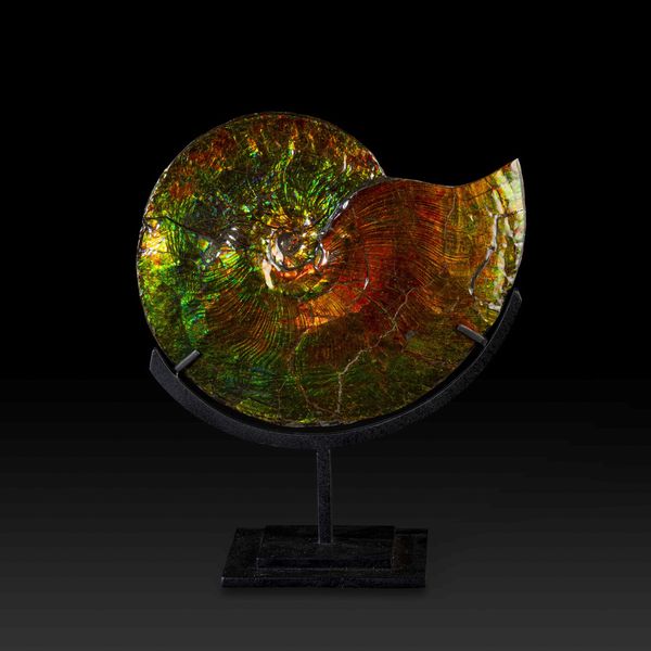 Rara ammonite iridescente  - Asta Mirabilia Naturalia - Associazione Nazionale - Case d'Asta italiane