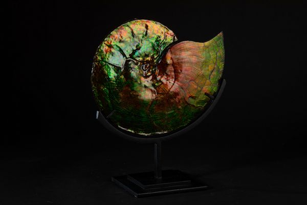 Rara ammonite iridescente  - Asta Mirabilia Naturalia - Associazione Nazionale - Case d'Asta italiane