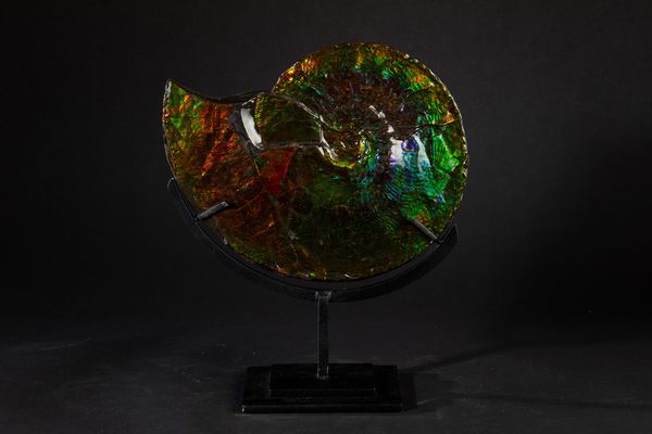 Rara ammonite iridescente  - Asta Mirabilia Naturalia - Associazione Nazionale - Case d'Asta italiane