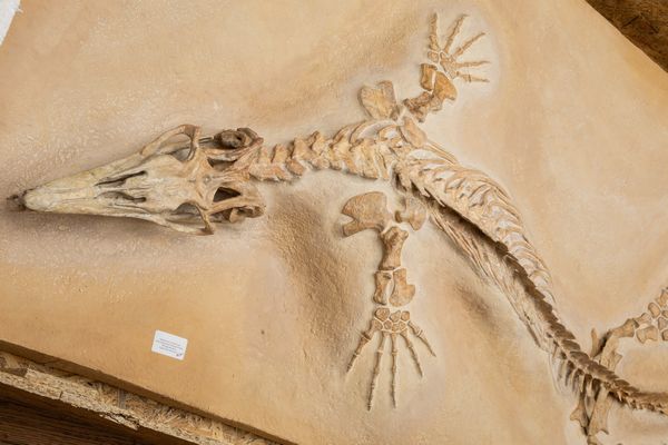 Impressionante rettile marino  - Asta Mirabilia Naturalia - Associazione Nazionale - Case d'Asta italiane