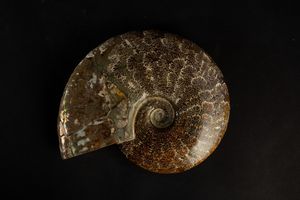 Ammonite intera  - Asta Mirabilia Naturalia - Associazione Nazionale - Case d'Asta italiane