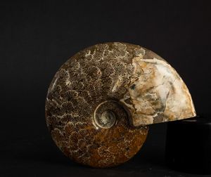 Ammonite intera  - Asta Mirabilia Naturalia - Associazione Nazionale - Case d'Asta italiane