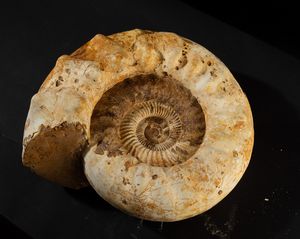 Bella ammonite bianca  - Asta Mirabilia Naturalia - Associazione Nazionale - Case d'Asta italiane