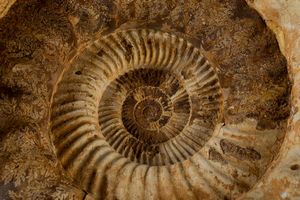 Bella ammonite bianca  - Asta Mirabilia Naturalia - Associazione Nazionale - Case d'Asta italiane