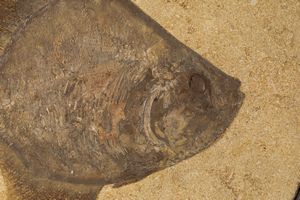 Pesce fossile in quadro  - Asta Mirabilia Naturalia - Associazione Nazionale - Case d'Asta italiane