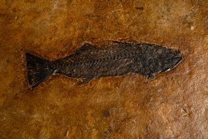 Tavolino con lastra fossile  - Asta Mirabilia Naturalia - Associazione Nazionale - Case d'Asta italiane