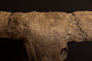 Magnifico trofeo fossile Bovino.  - Asta Mirabilia Naturalia - Associazione Nazionale - Case d'Asta italiane