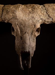 Magnifico trofeo fossile Bovino.  - Asta Mirabilia Naturalia - Associazione Nazionale - Case d'Asta italiane