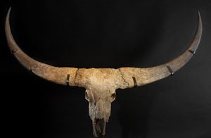 Magnifico trofeo fossile Bovino.  - Asta Mirabilia Naturalia - Associazione Nazionale - Case d'Asta italiane