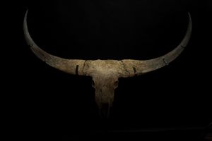 Magnifico trofeo fossile Bovino.  - Asta Mirabilia Naturalia - Associazione Nazionale - Case d'Asta italiane