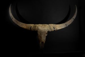 Magnifico trofeo fossile Bovino.  - Asta Mirabilia Naturalia - Associazione Nazionale - Case d'Asta italiane