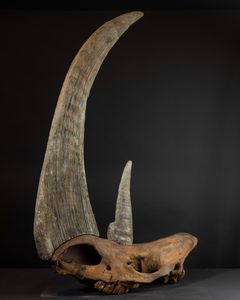 Cranio di rinoceronte preistorico  - Asta Mirabilia Naturalia - Associazione Nazionale - Case d'Asta italiane