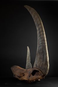 Cranio di rinoceronte preistorico  - Asta Mirabilia Naturalia - Associazione Nazionale - Case d'Asta italiane