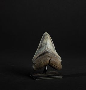 Dente fossile di squalo Megalodon  - Asta Mirabilia Naturalia - Associazione Nazionale - Case d'Asta italiane