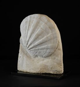 Pecten fossile  - Asta Mirabilia Naturalia - Associazione Nazionale - Case d'Asta italiane