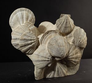 Pecten fossile  - Asta Mirabilia Naturalia - Associazione Nazionale - Case d'Asta italiane