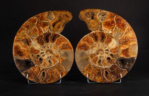 Ammonite sezionata XL TOP  - Asta Mirabilia Naturalia - Associazione Nazionale - Case d'Asta italiane