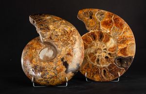 Ammonite sezionata XL TOP  - Asta Mirabilia Naturalia - Associazione Nazionale - Case d'Asta italiane