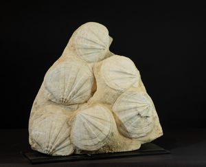 Pecten fossile  - Asta Mirabilia Naturalia - Associazione Nazionale - Case d'Asta italiane