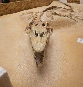 Impressionante rettile marino  - Asta Mirabilia Naturalia - Associazione Nazionale - Case d'Asta italiane