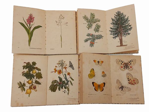 Lotto di libri illustrati su Flora e Fauna  - Asta La Sicilia nelle Collezioni di Casa d'Agata a Taormina: la Biblioteca - Associazione Nazionale - Case d'Asta italiane