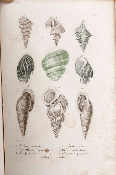 ,J. C. Chenu : Chenu J. C. L'Historie naturelle des animaux... Parigi, J.J. Dubochet, le Chevalier et C. editore, 1847  - Asta Libri Antichi, Stampe, Incisioni e Carte Geografiche | Cambi Time - Associazione Nazionale - Case d'Asta italiane