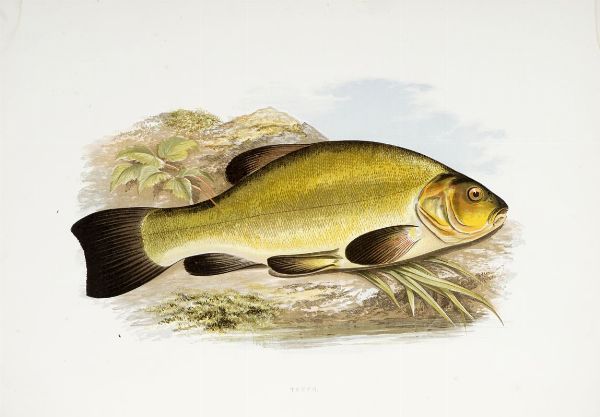 WILLIAM HOUGHTON : British fresh-water fishes [...] illustrated with a coloured figure of each species drawn from nature...  - Asta Libri, autografi e manoscritti - Associazione Nazionale - Case d'Asta italiane