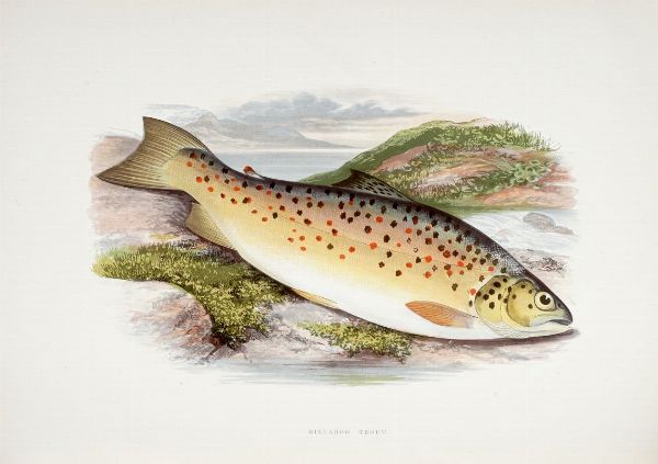 WILLIAM HOUGHTON : British fresh-water fishes [...] illustrated with a coloured figure of each species drawn from nature...  - Asta Libri, autografi e manoscritti - Associazione Nazionale - Case d'Asta italiane