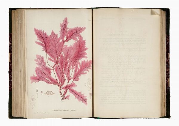 WILLIAM GROSART JOHNSTONE : The nature printed British sea-weeds: a history, accompanied by figures and dissections, of the Algae of British isles...  - Asta Libri, autografi e manoscritti - Associazione Nazionale - Case d'Asta italiane