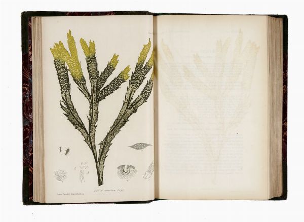 WILLIAM GROSART JOHNSTONE : The nature printed British sea-weeds: a history, accompanied by figures and dissections, of the Algae of British isles...  - Asta Libri, autografi e manoscritti - Associazione Nazionale - Case d'Asta italiane