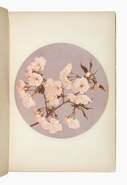 KAZUMASA OGAWA : Some Japanese flowers.  - Asta Libri, autografi e manoscritti - Associazione Nazionale - Case d'Asta italiane