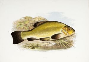 WILLIAM HOUGHTON : British fresh-water fishes [...] illustrated with a coloured figure of each species drawn from nature...  - Asta Libri, autografi e manoscritti - Associazione Nazionale - Case d'Asta italiane