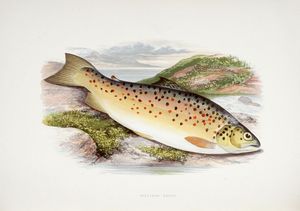 WILLIAM HOUGHTON : British fresh-water fishes [...] illustrated with a coloured figure of each species drawn from nature...  - Asta Libri, autografi e manoscritti - Associazione Nazionale - Case d'Asta italiane