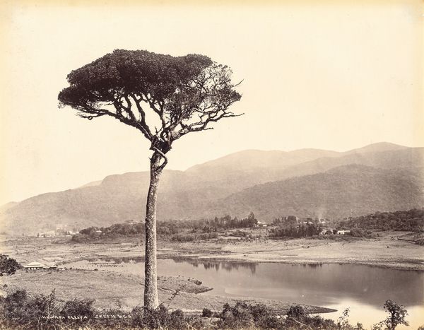 ,William Louis Henry Skeen & Co : Senza titolo (Ceylon)  - Asta Fotografia dell'800: album di viaggio - Associazione Nazionale - Case d'Asta italiane