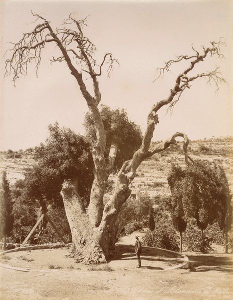 ,George & Constantine Zangaki : Chene d'Abraham  Hebron  - Asta Fotografia dell'800: album di viaggio - Associazione Nazionale - Case d'Asta italiane