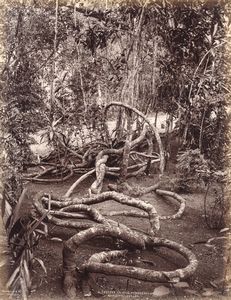 ,Charles Thomas Scowen : Corypha umbraculifera, Talipot ; A creeper in the Peradeniya gardens  - Asta Fotografia dell'800: album di viaggio - Associazione Nazionale - Case d'Asta italiane