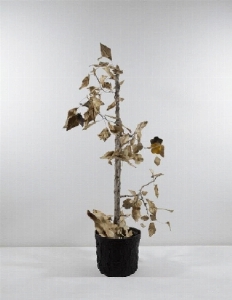 Arte + Contemporanea