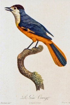 Stampe, disegni e carte geografiche